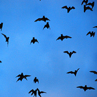 Bats