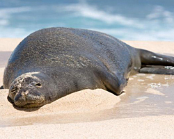 Hawaiian monk seal