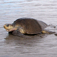 Kemp's ridley sea turtle