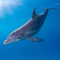 Bottlenose dolphin