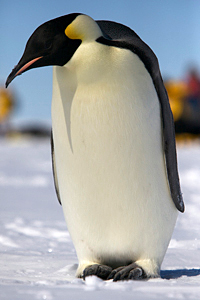 Emperor penguin