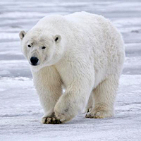 Polar bear