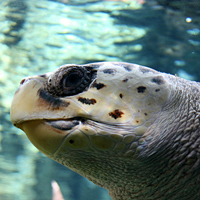 Loggerhead sea turtle