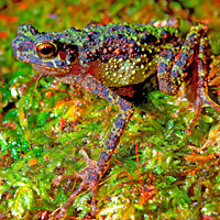 Borneo rainbow toad