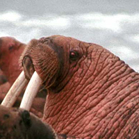 Pacific walrus