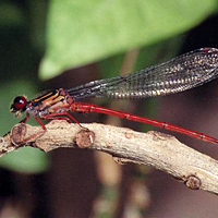 Oceanic Hawaiian damselfly