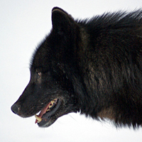 Alexander Archipelago wolf