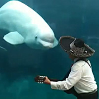 Juno and Mariachi