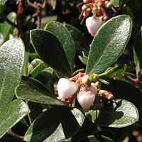 Franciscan manzanita