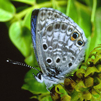 Miami blue butterfly