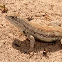 Dunes sagebrush lizard