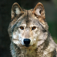 Gray wolf