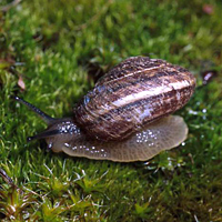 Chelan mountainsnail