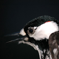 Red-cockaded woodpecker