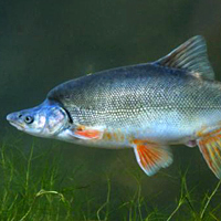 Humpback chub