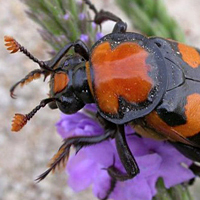 American burying beetle