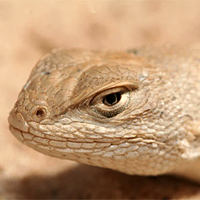 Dunes sagebrush lizard