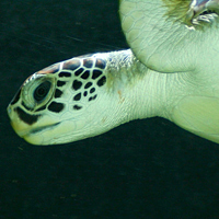 Sea turtle