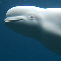 Beluga whale