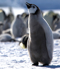 Emperor penguin chick