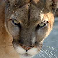 Florida panther