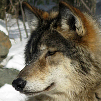 Gray wolf