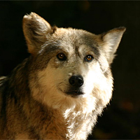 Gray wolf