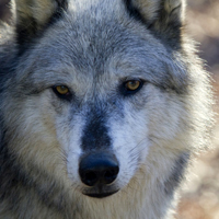 Gray wolf