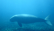 Okinawa dugong