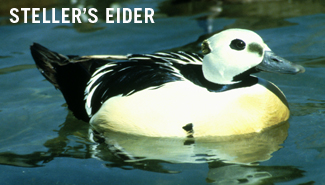 steller's eider