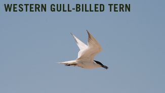 Western gull-billed tern