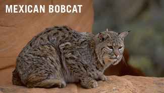 mexican bobcat pictures
