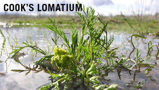 Cook's  lomatium