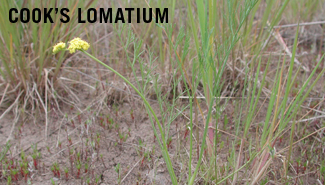 Cook's lomatium 