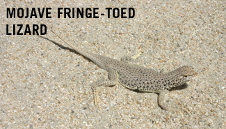 Fringed Toed Lizard