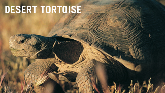 Interesting facts about desert tortoises image