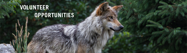 Volunteer to Gather Signatures to Keep Michigan Wolves Protected
