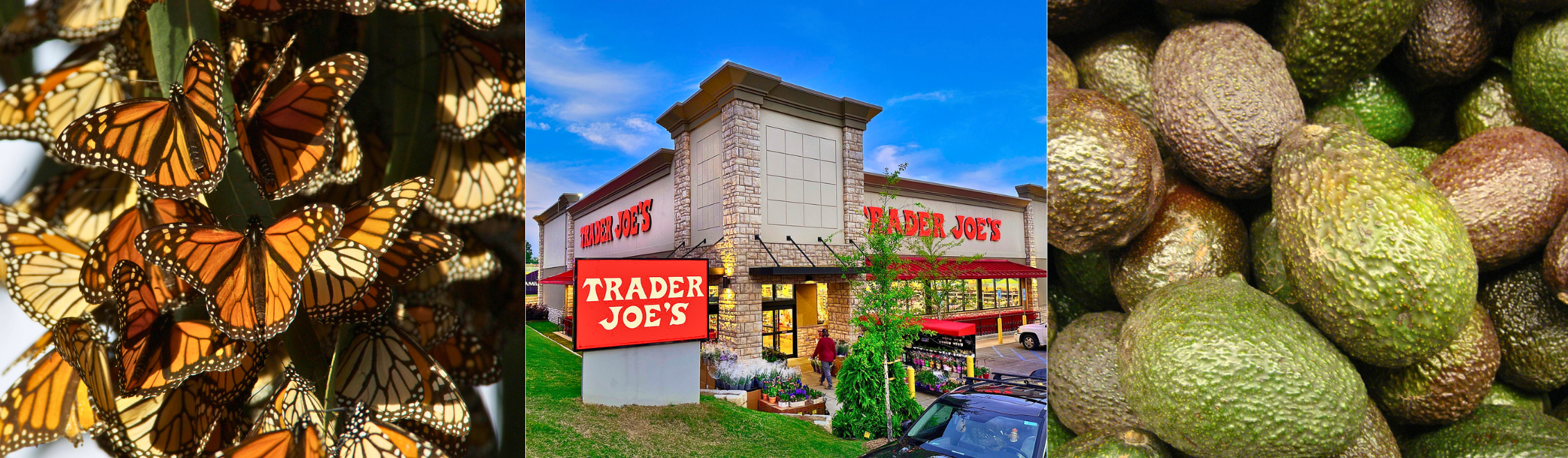 Triptych showing a cluster of monarch butterflies, the exterior of a Trader Joe's store, and a pile of avocados