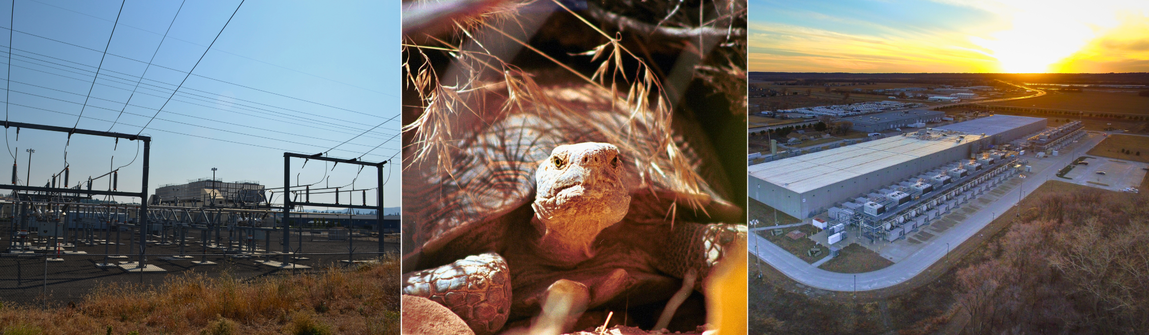 Collage of two data centers and a desert tortoise