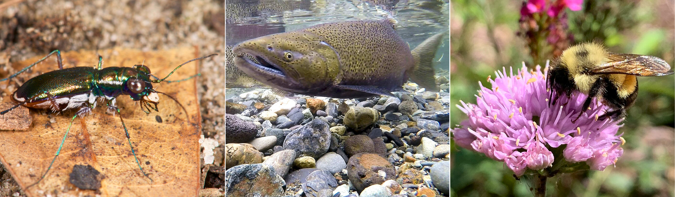 Miami tiger beetle on a leaf, Chinook salmon swimming near a riverbed, rusty patched bumblebee on a pink flower