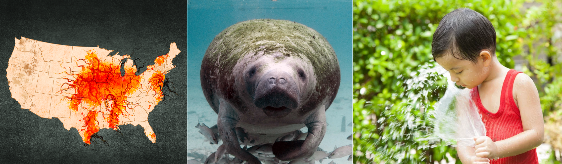 Collage of a U.S. map showing atrazine use, a Florida manatee, and a boy drinking from a hose