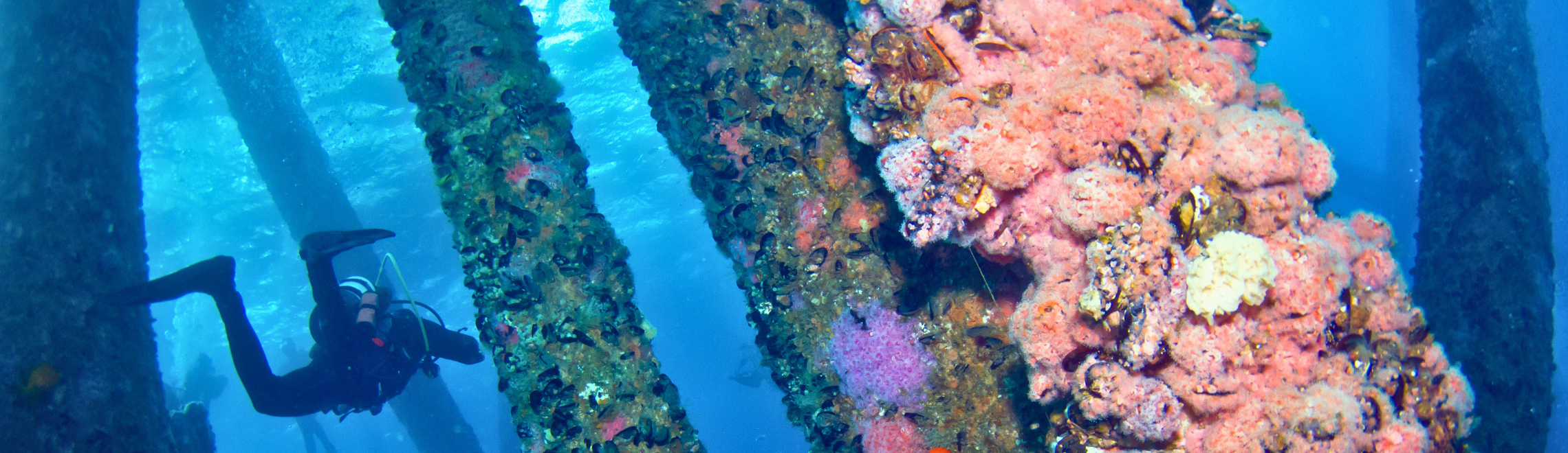 Old rusty underwater oil structure covered with barnacles and other organisms, with a diver swimming nearby