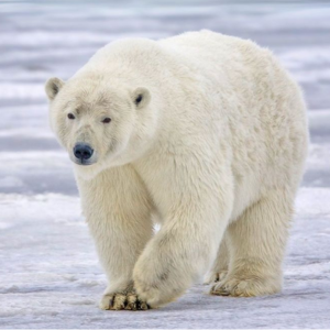 Polar bears