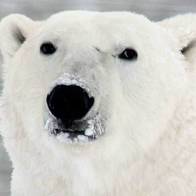 Polar bear