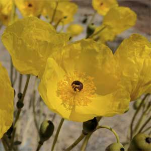 Las Vegas bear poppy