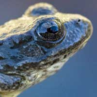 Foothill yellow-legged frog