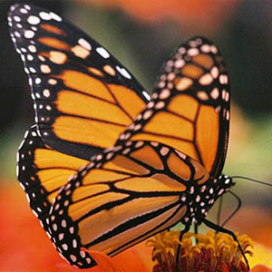 monarch butterfly