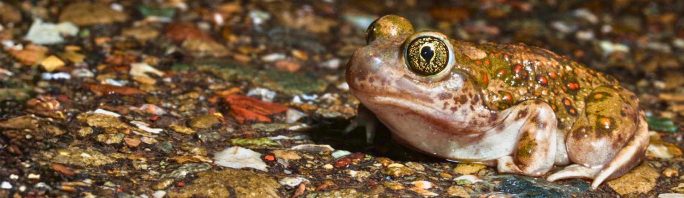 Western spadefoot on a pebbly surface