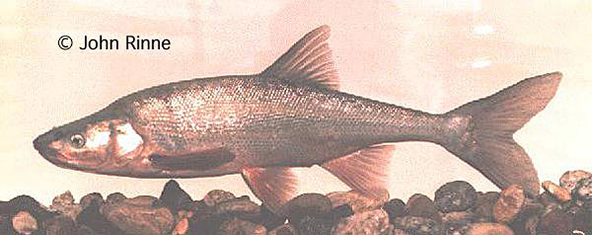 Roundtail chub