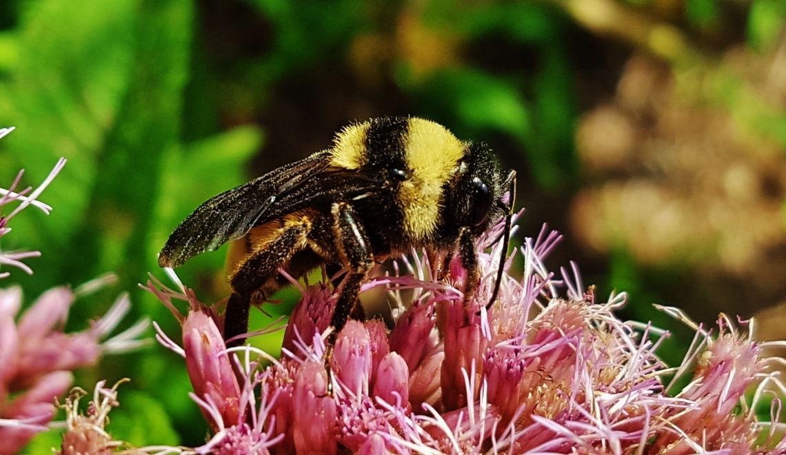 American bumblebee